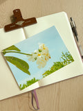 Plumeria In Bloom - Photography Print - 5X7"