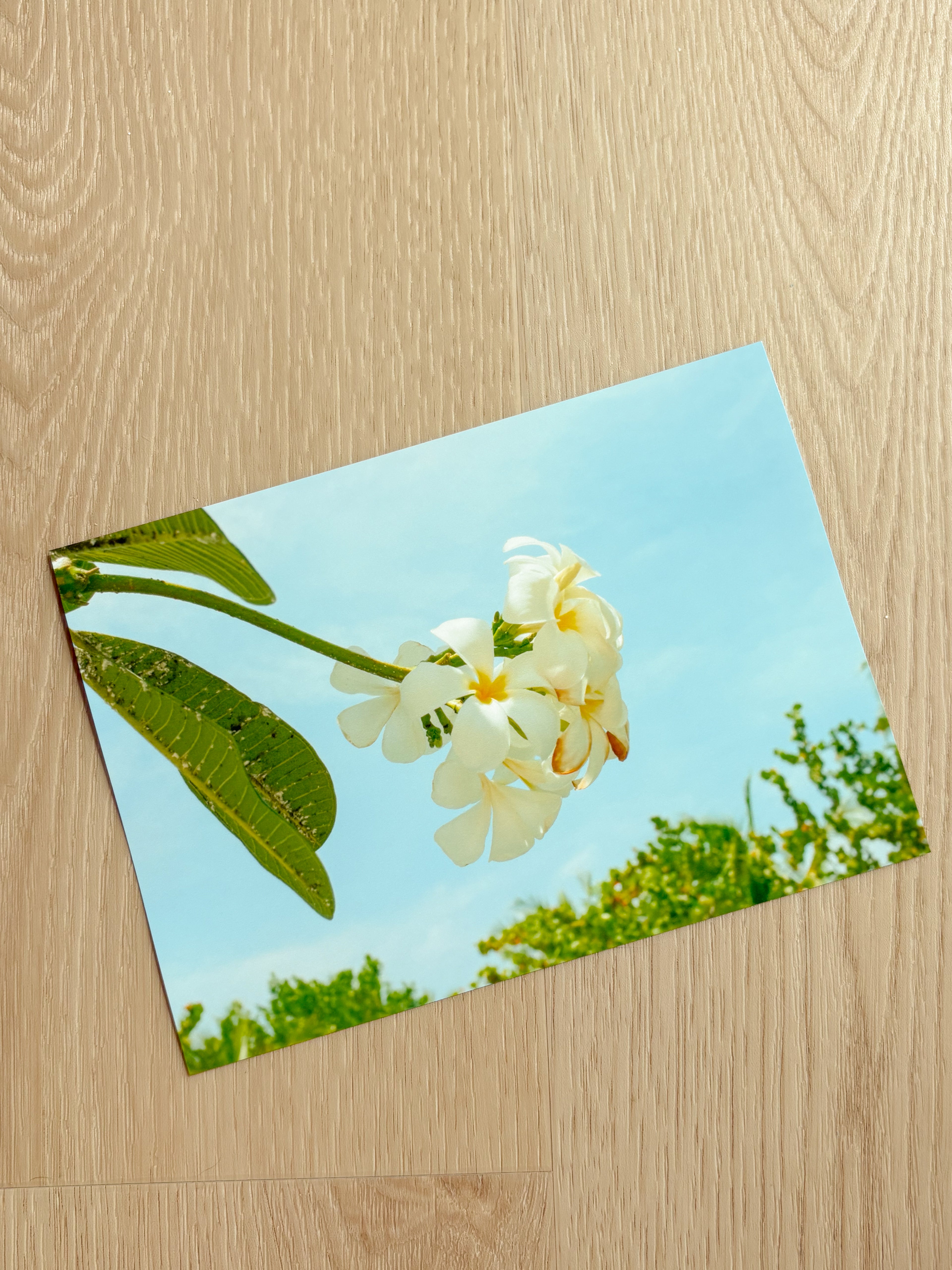 Plumeria In Bloom - Photography Print - 5X7"
