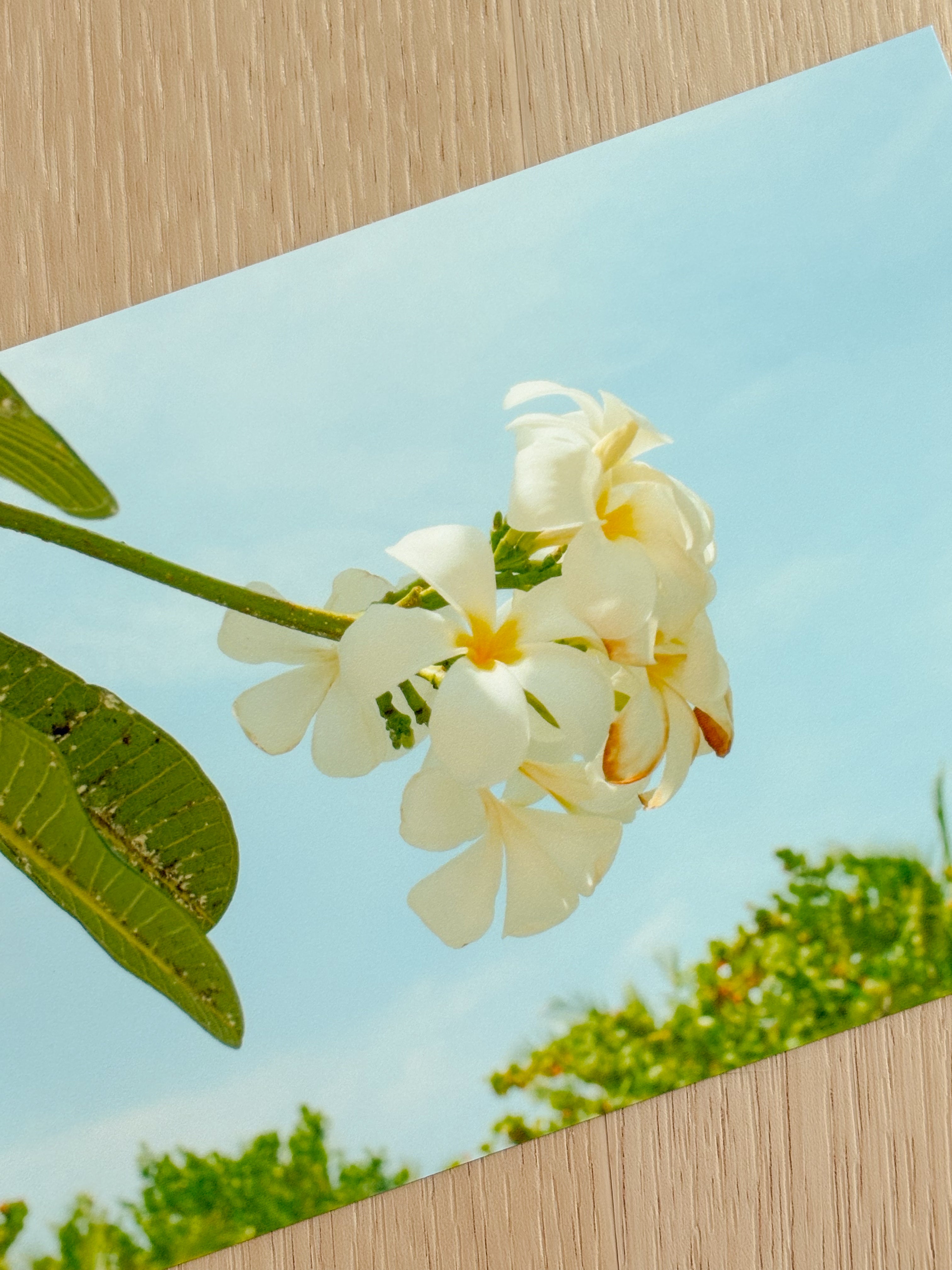 Plumeria In Bloom - Photography Print - 5X7"