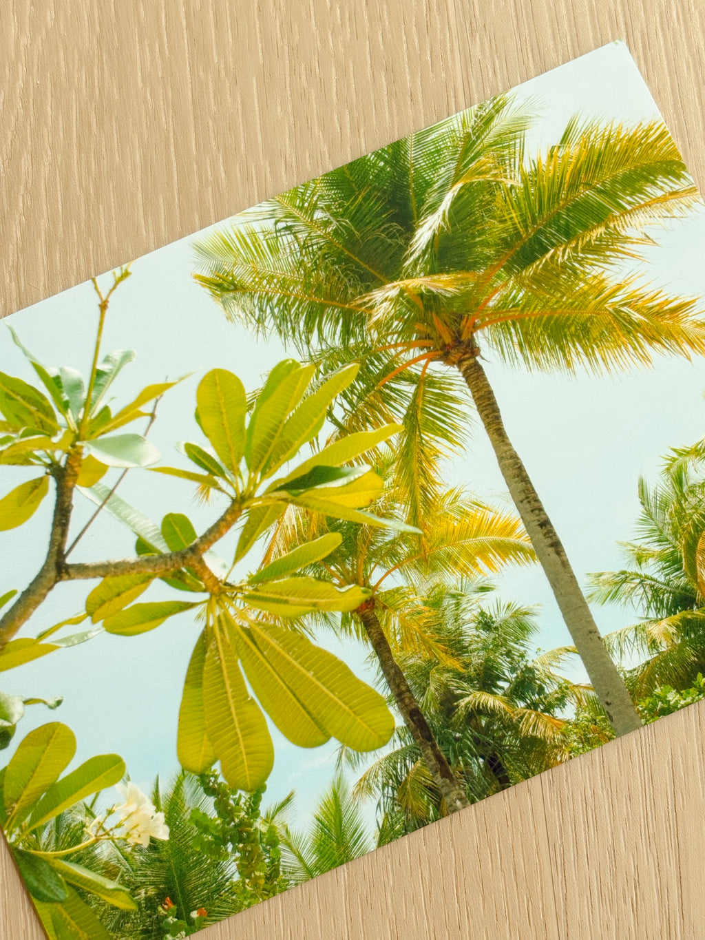 Sunny Palm Trees - Photography Print - 5X7"