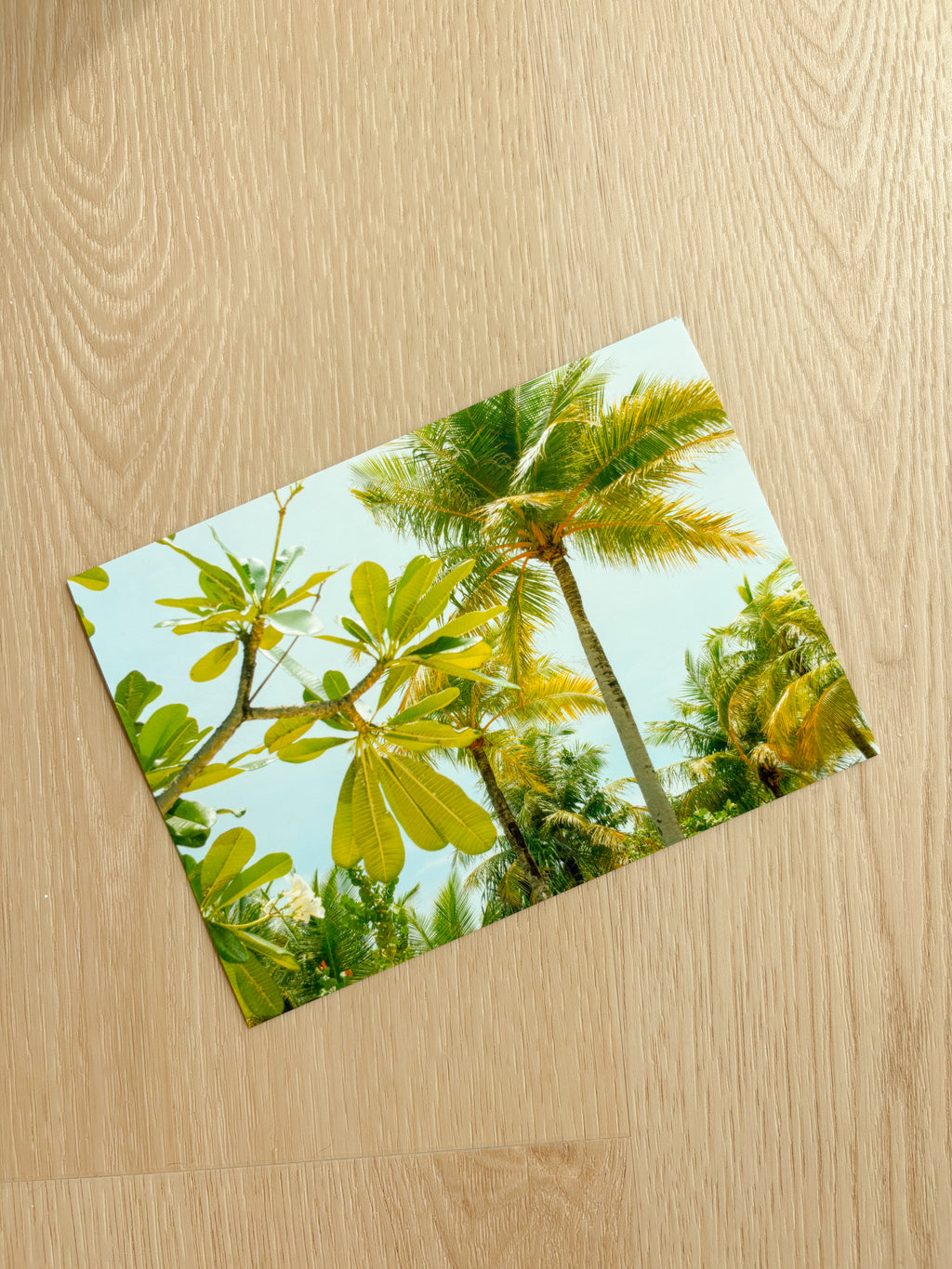 Sunny Palm Trees - Photography Print - 5X7"