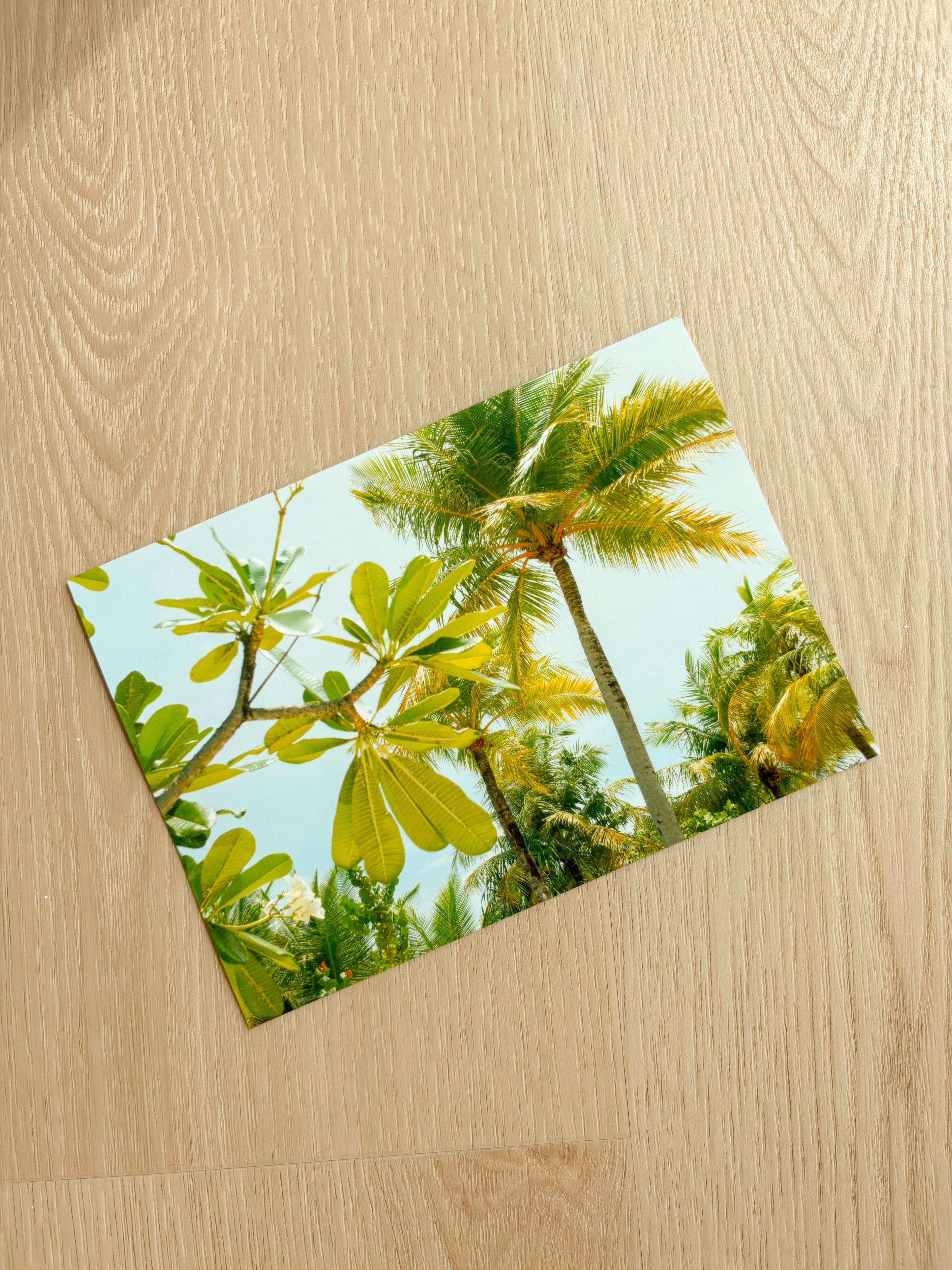 Sunny Palm Trees - Photography Print - 5X7"