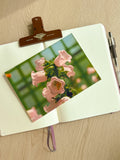 Pink Canterbury Bells - Photography Print - 5X7"