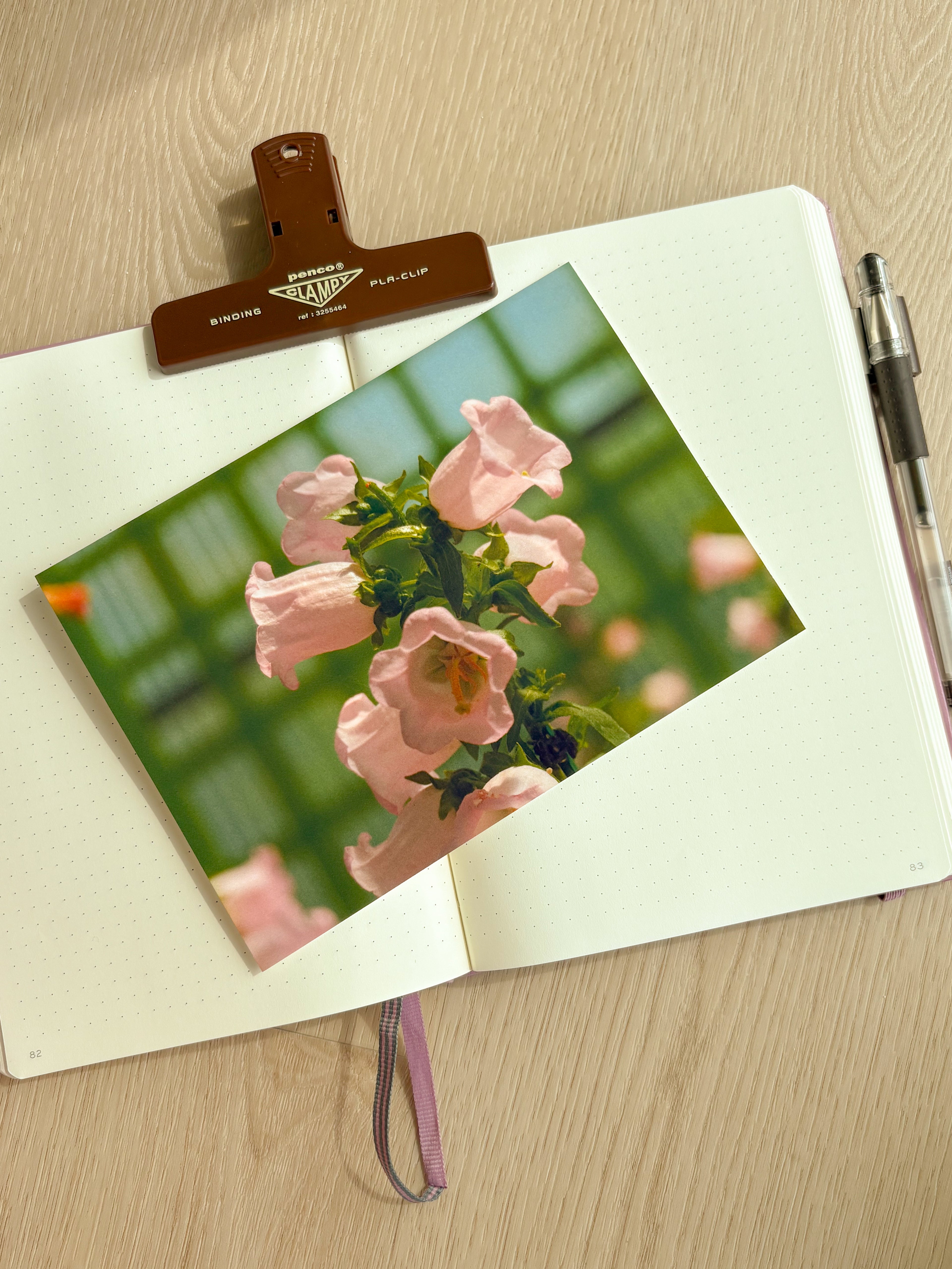 Pink Canterbury Bells - Photography Print - 5X7"