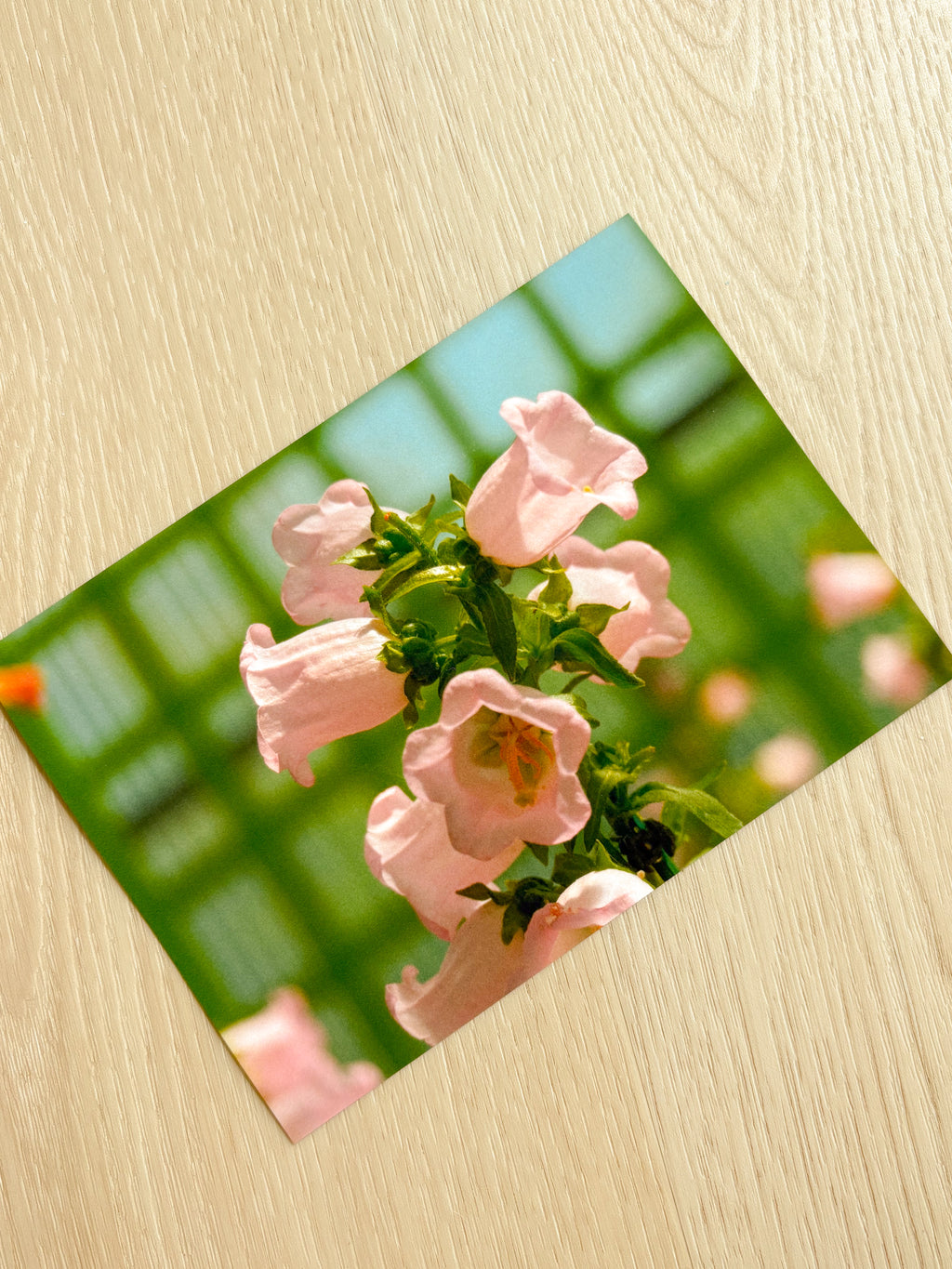Pink Canterbury Bells - Photography Print - 5X7"
