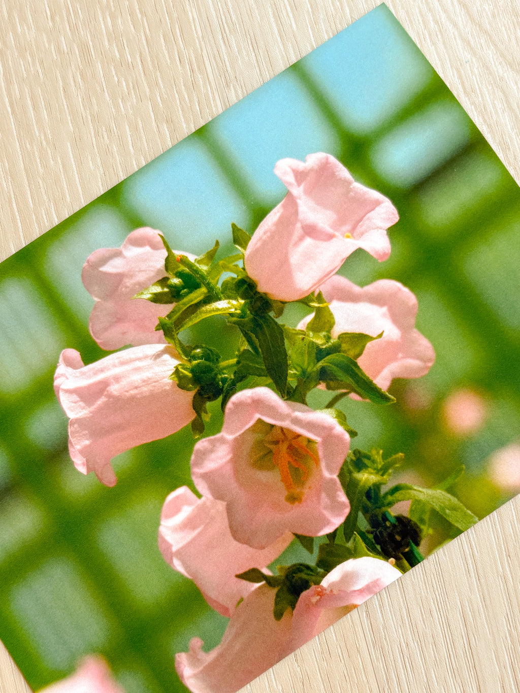 Pink Canterbury Bells - Photography Print - 5X7"