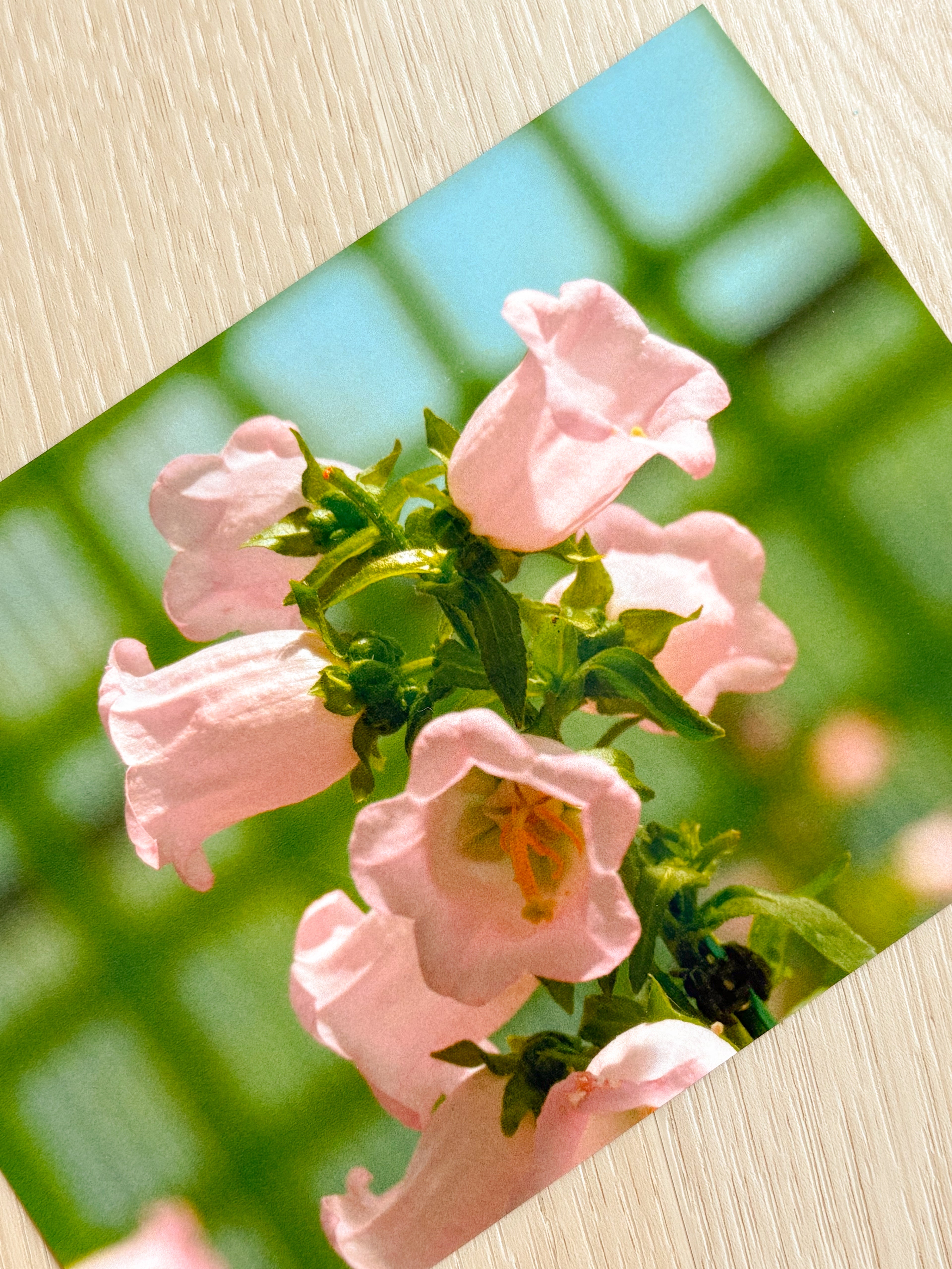 Pink Canterbury Bells - Photography Print - 5X7"