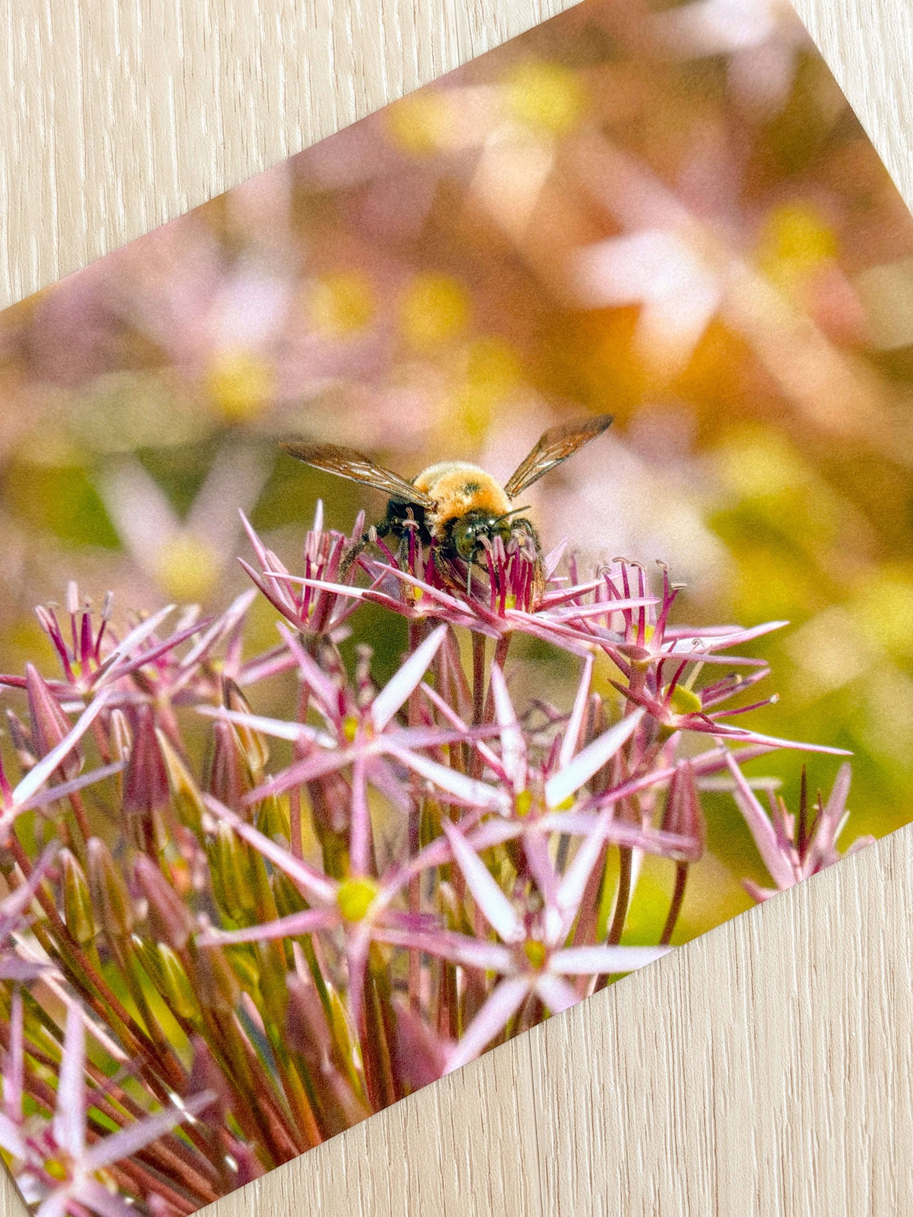 Pollination - Photography Print - 5X7"
