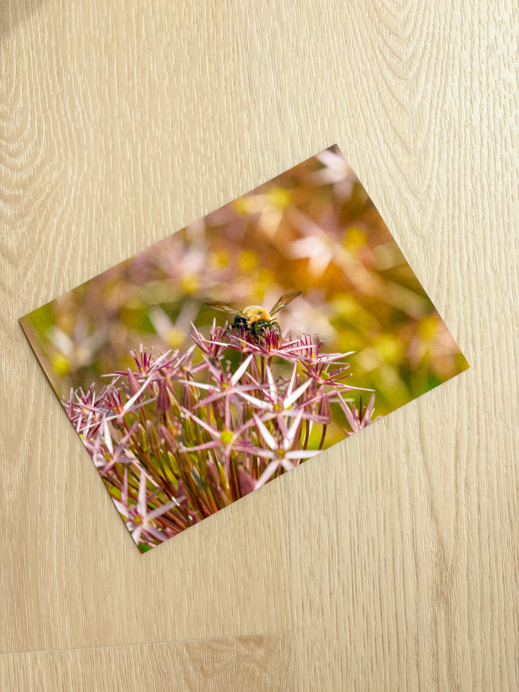 Pollination - Photography Print - 5X7"