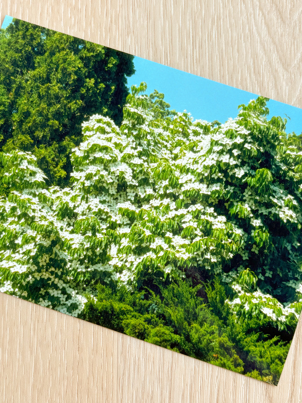 Lucious Blooming Tree - Photography Print - 5X7"