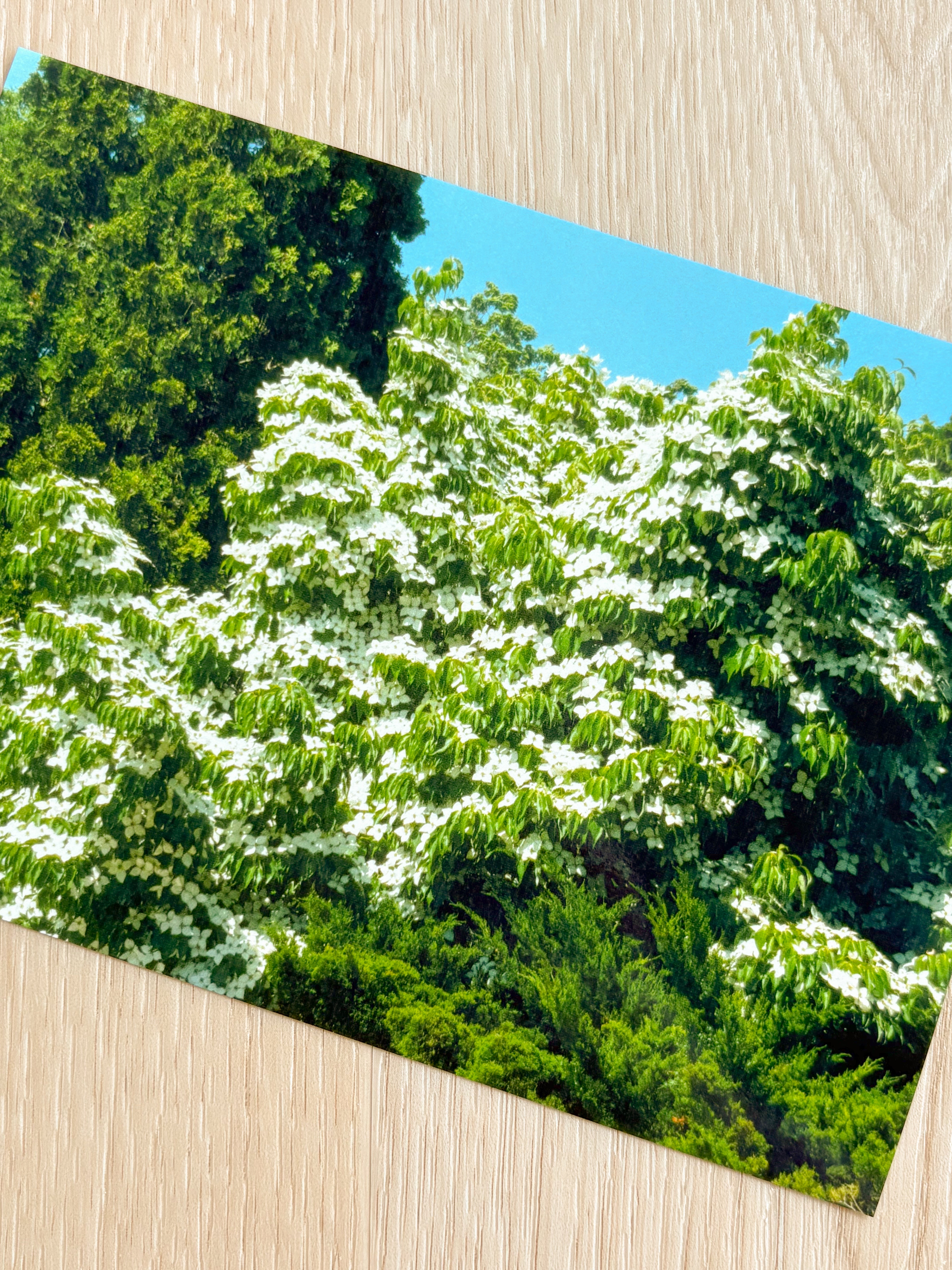 Lucious Blooming Tree - Photography Print - 5X7"