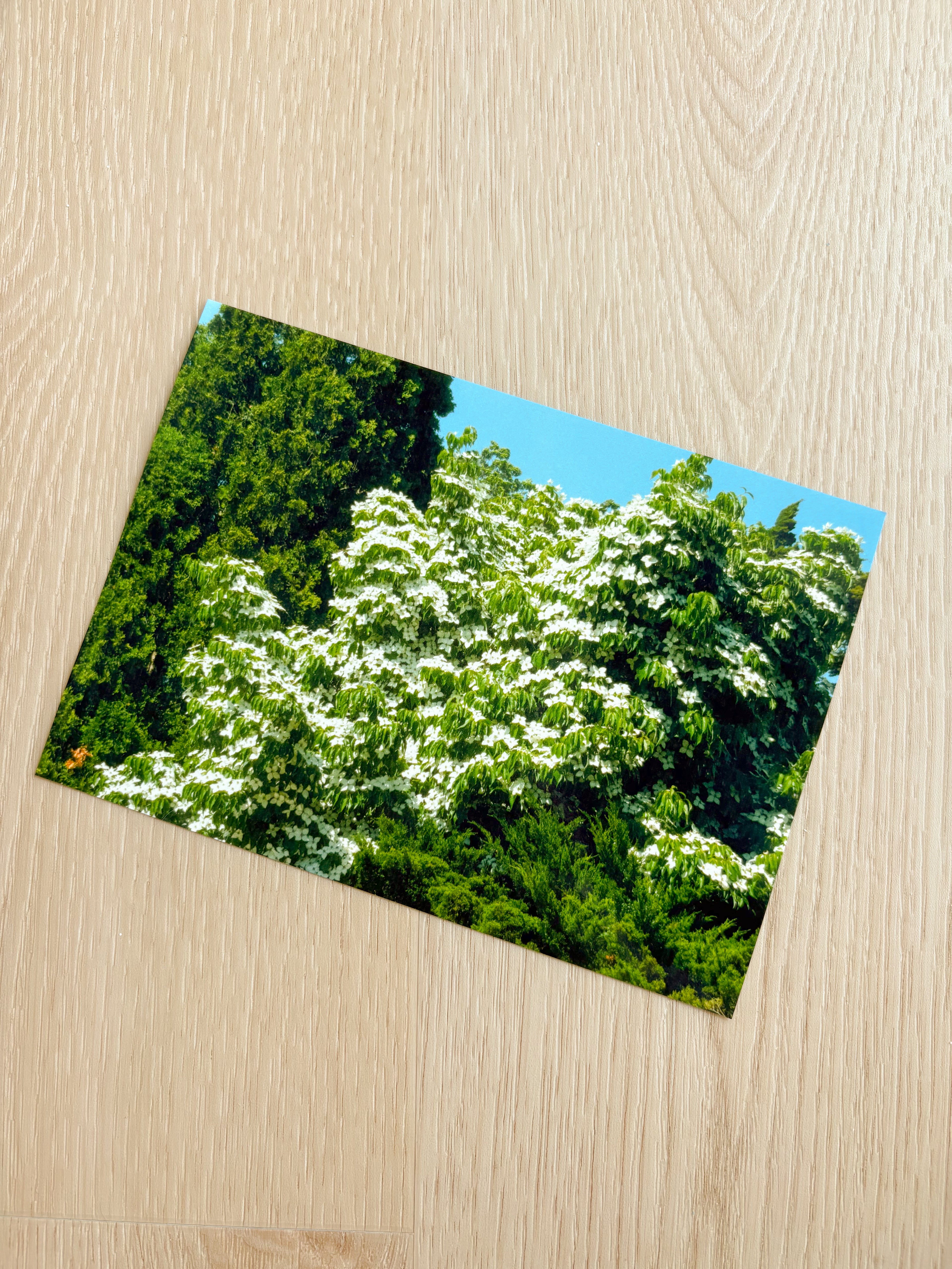Lucious Blooming Tree - Photography Print - 5X7"