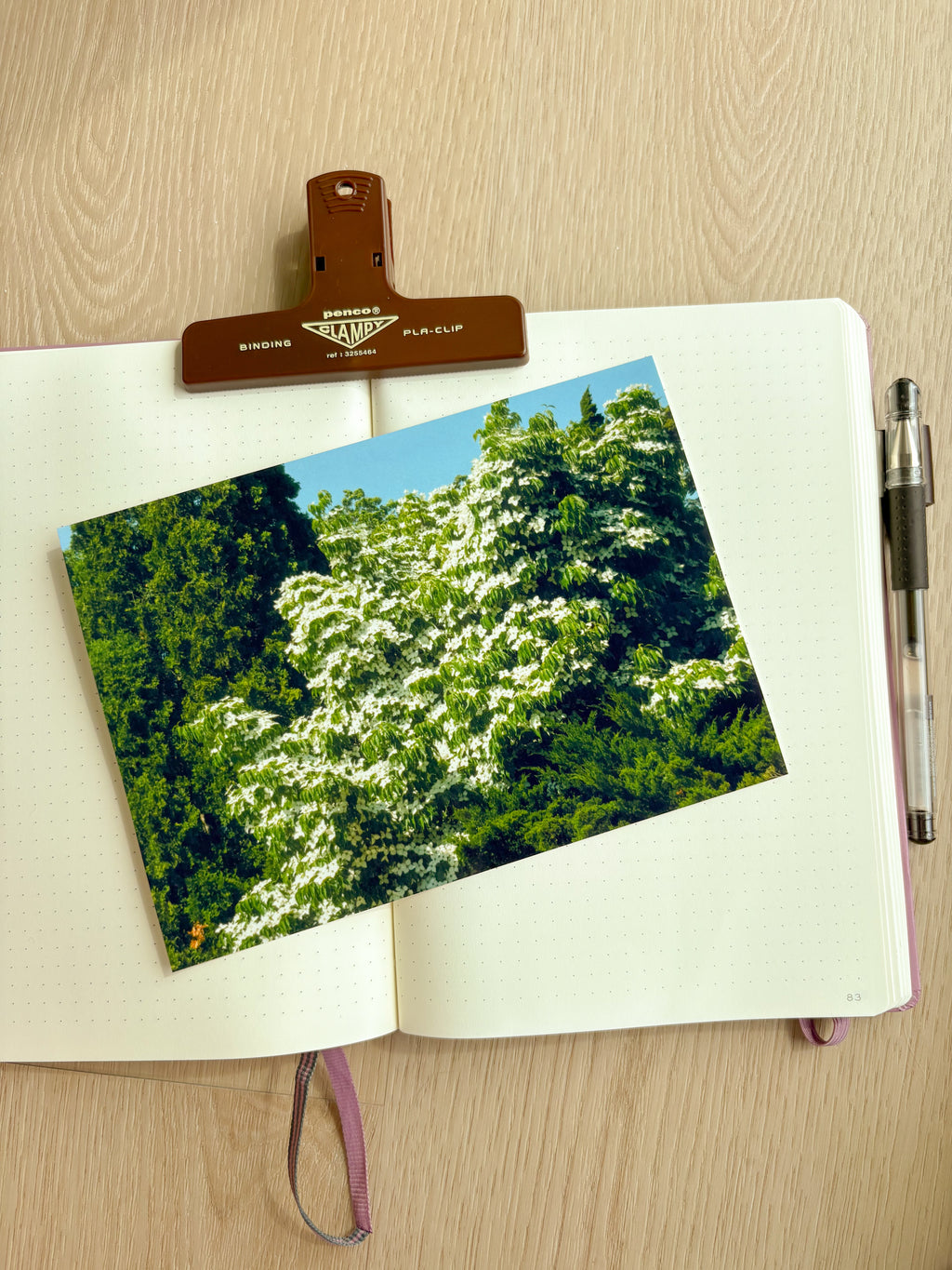 Lucious Blooming Tree - Photography Print - 5X7"