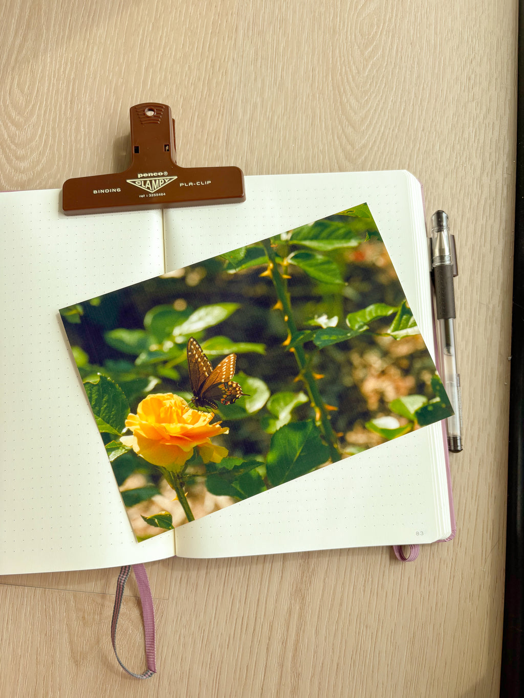 Butterfly Rose - Photography Print - 5X7"