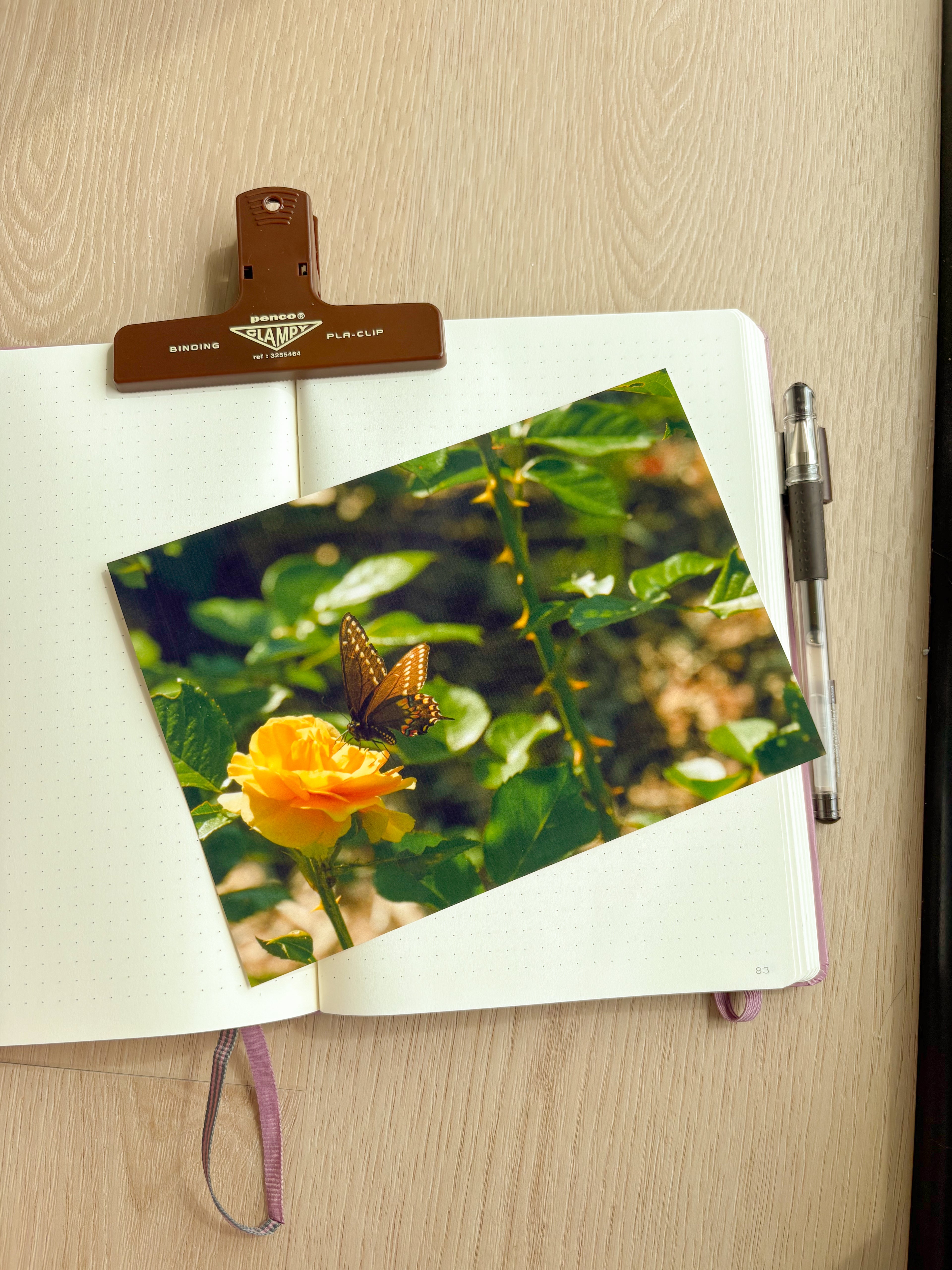 Butterfly Rose - Photography Print - 5X7"