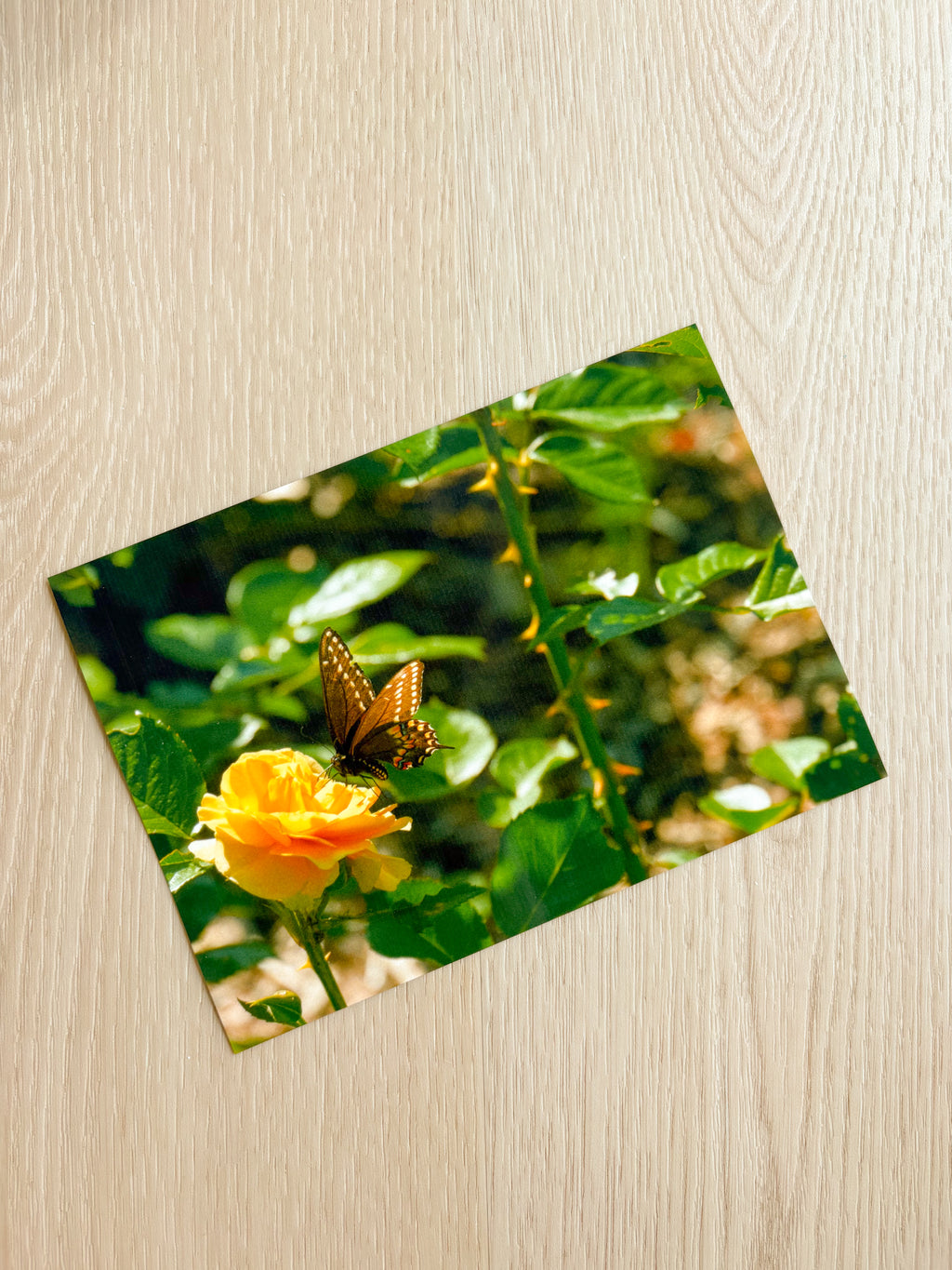 Butterfly Rose - Photography Print - 5X7"
