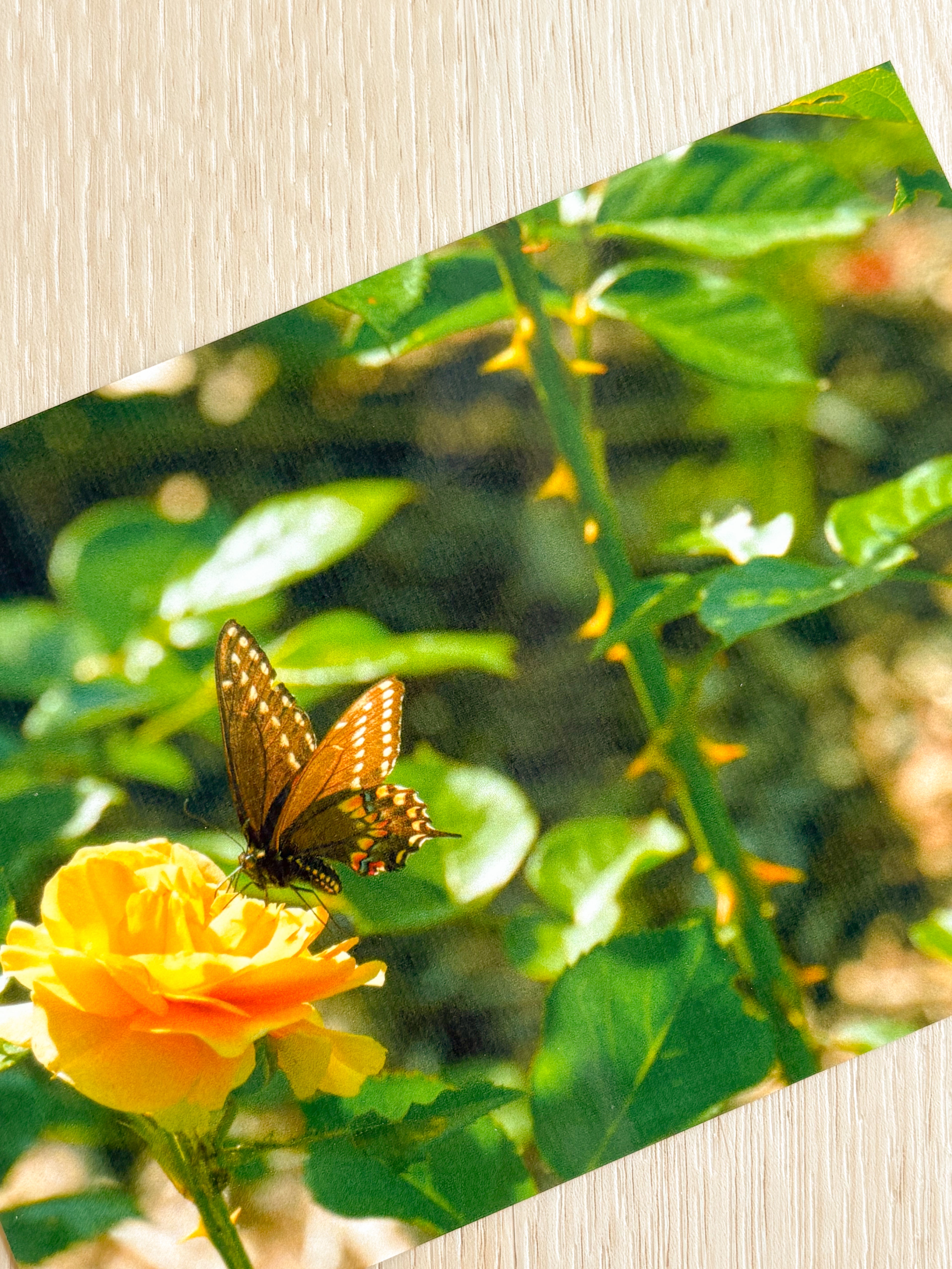 Butterfly Rose - Photography Print - 5X7"