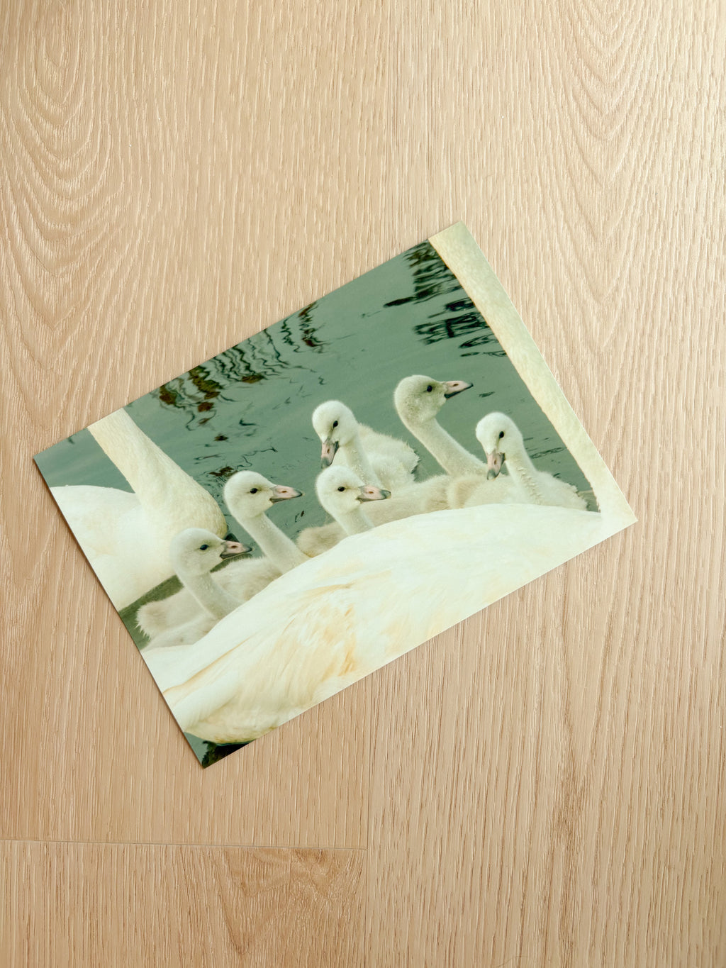 Bevy of Swans - Photography Print - 5X7"