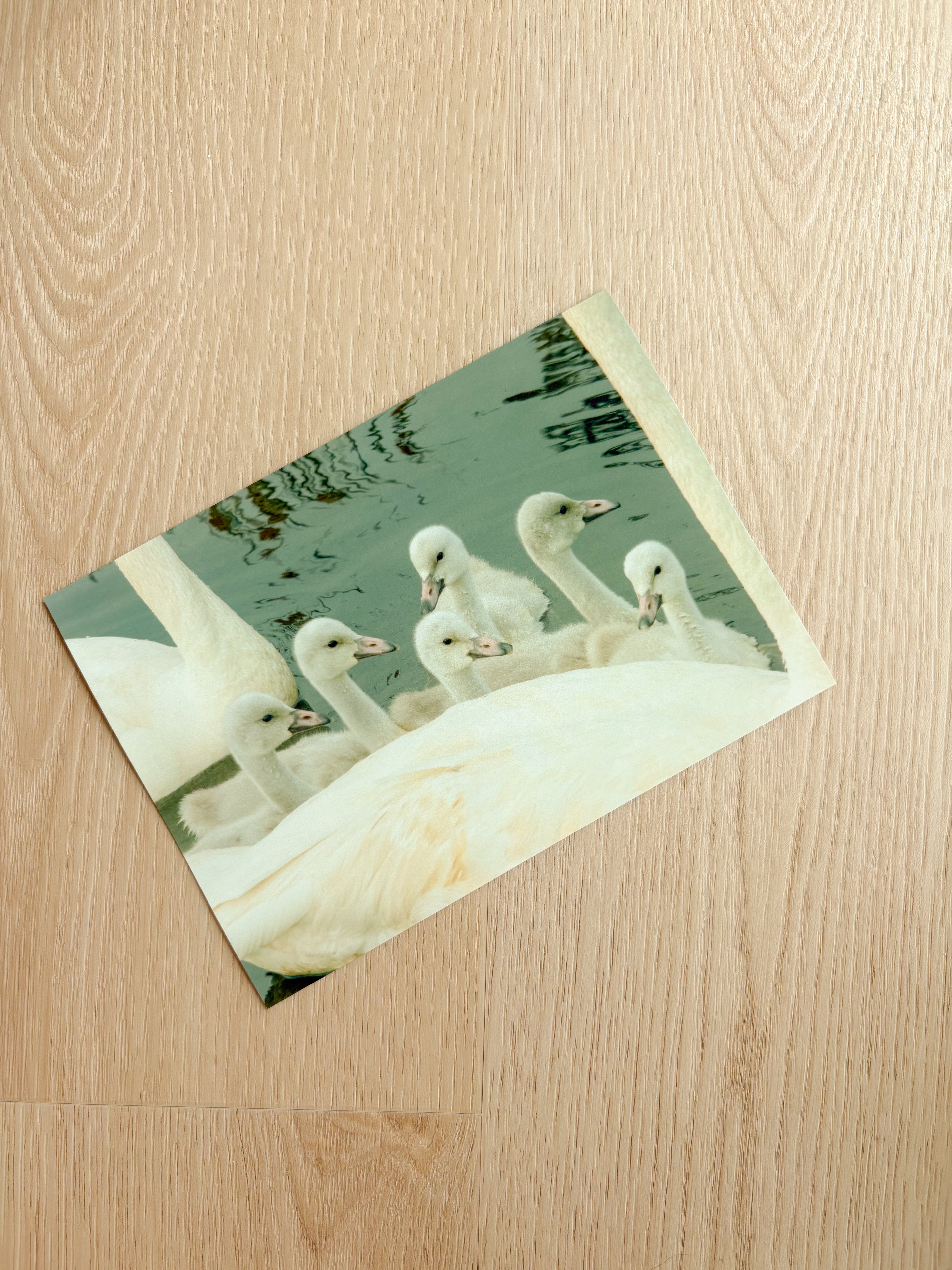 Bevy of Swans - Photography Print - 5X7"