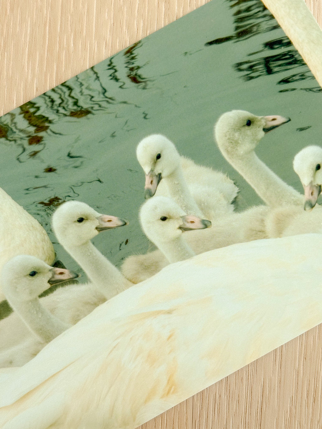 Bevy of Swans - Photography Print - 5X7"