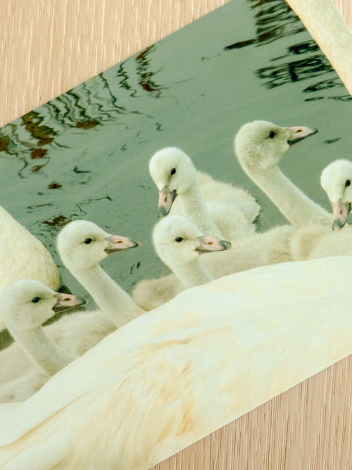 Bevy of Swans - Photography Print - 5X7"