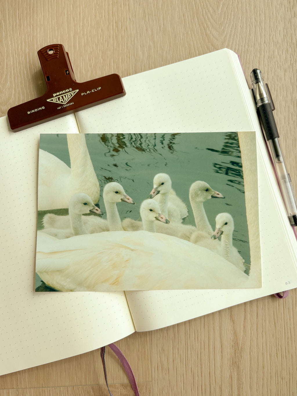 Bevy of Swans - Photography Print - 5X7"
