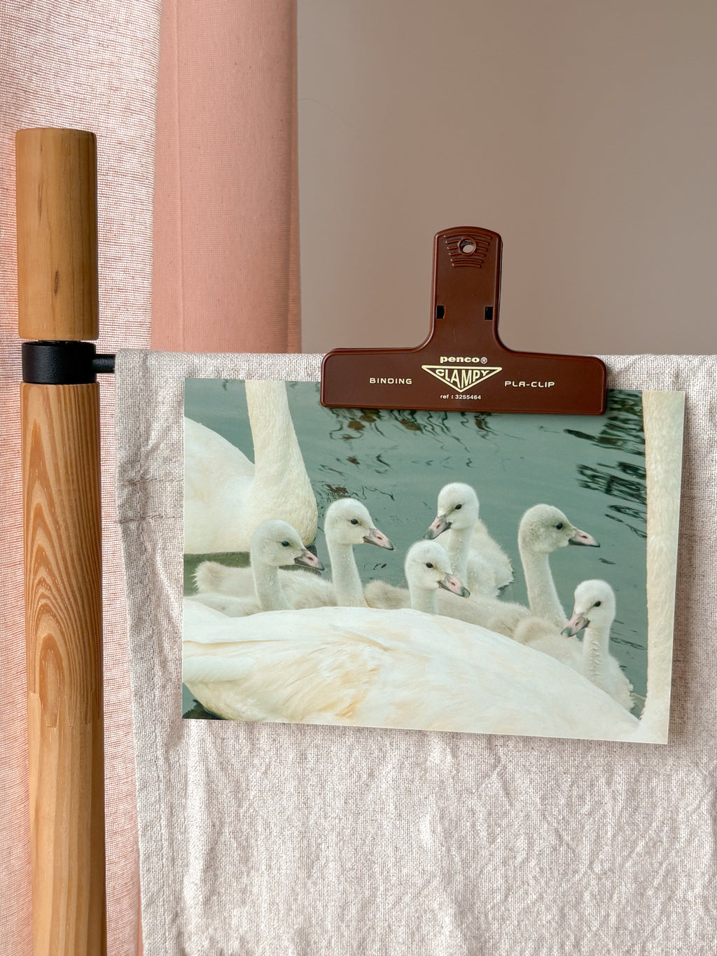 Bevy of Swans - Photography Print - 5X7"