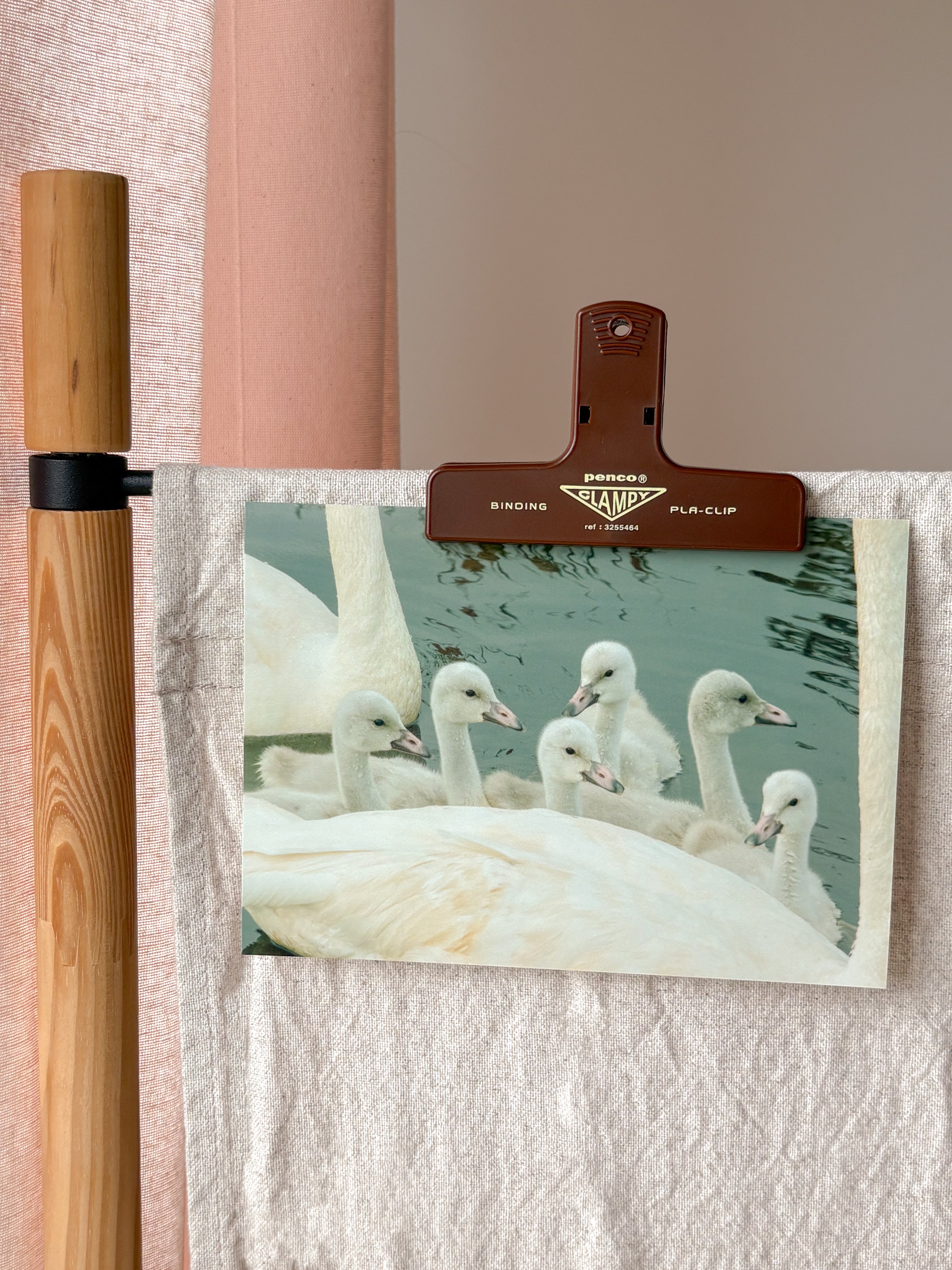 Bevy of Swans - Photography Print - 5X7"