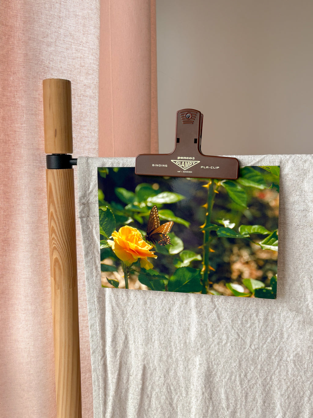 Butterfly Rose - Photography Print - 5X7"