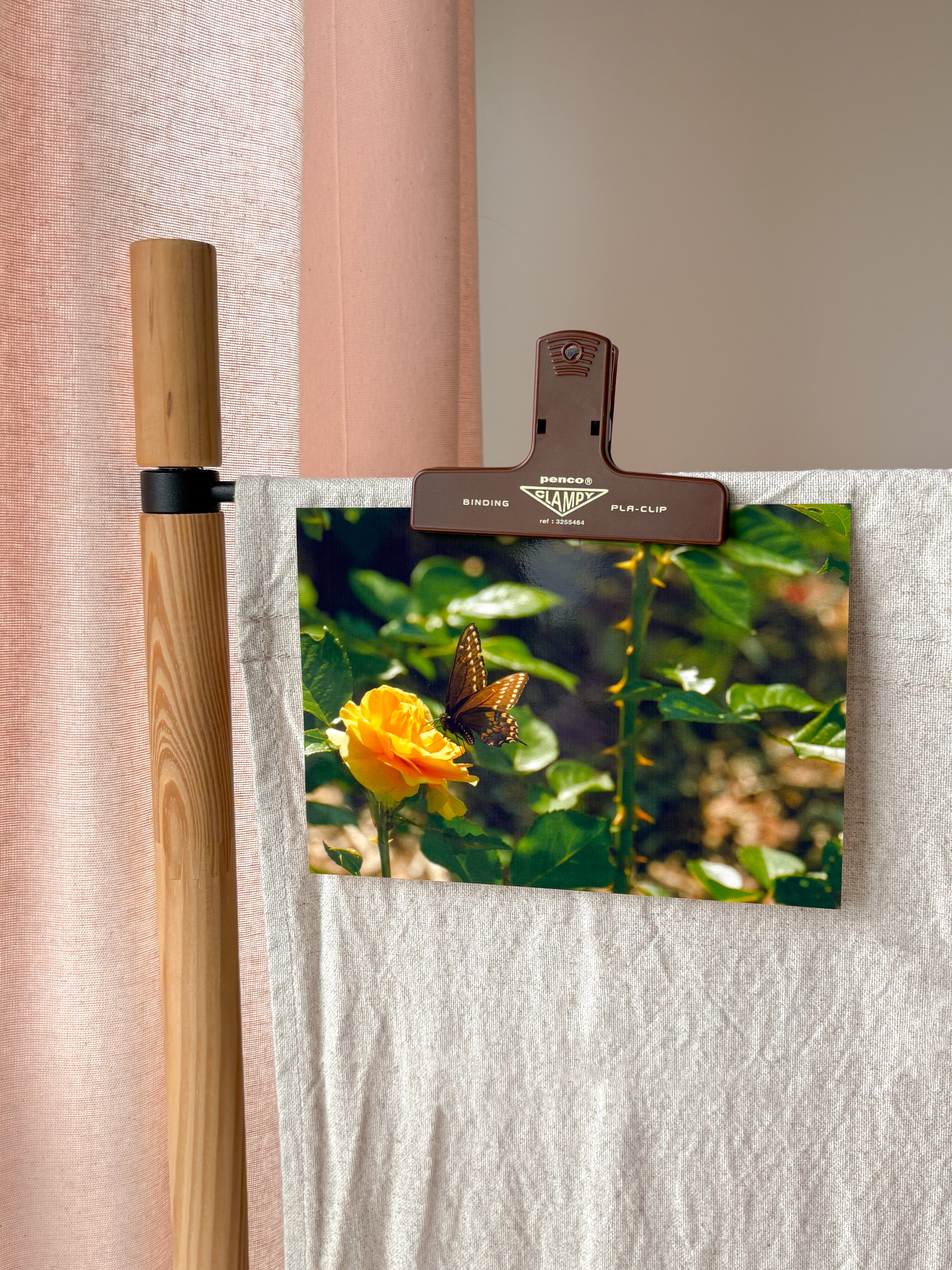 Butterfly Rose - Photography Print - 5X7"