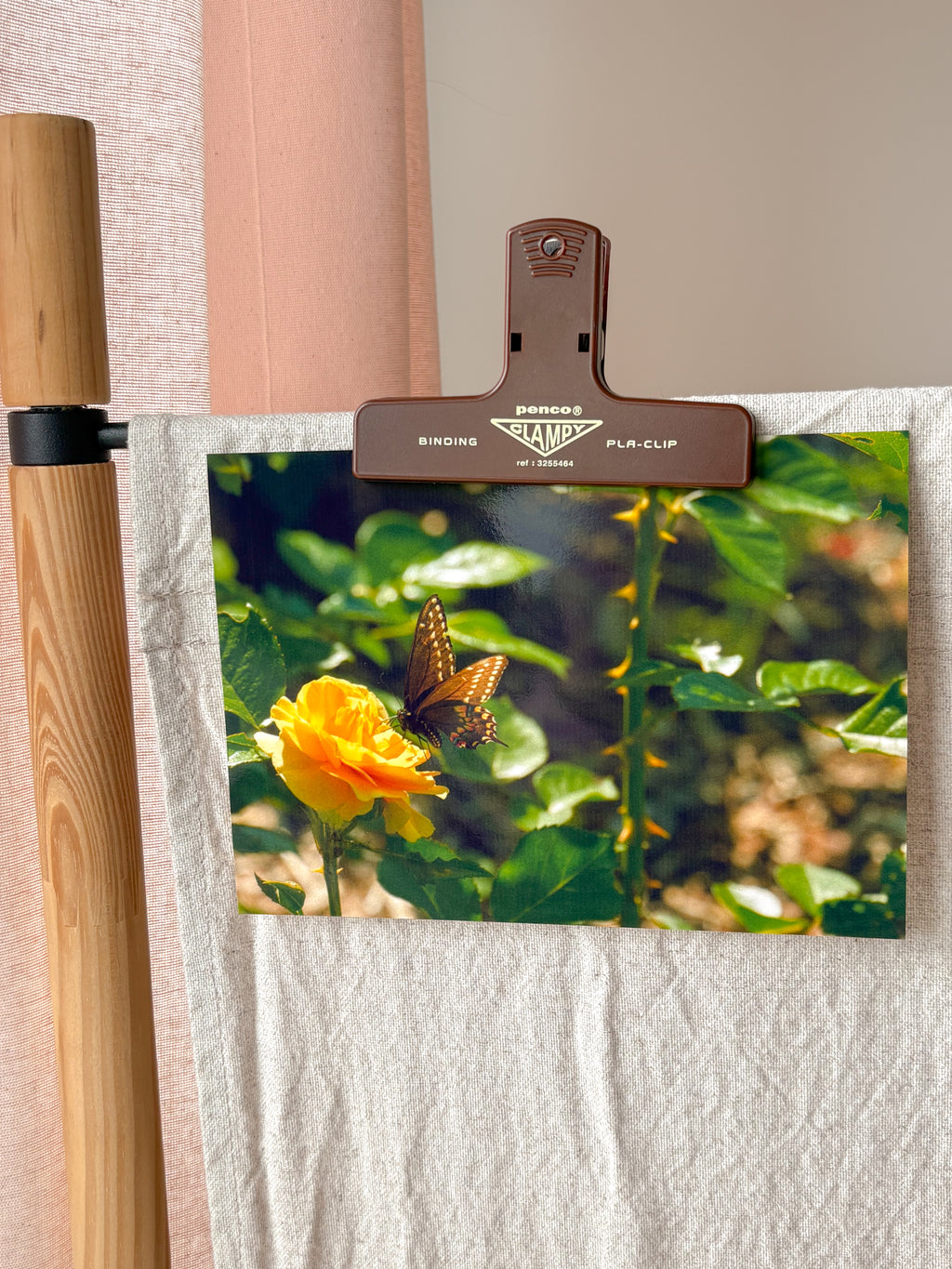 Butterfly Rose - Photography Print - 5X7"