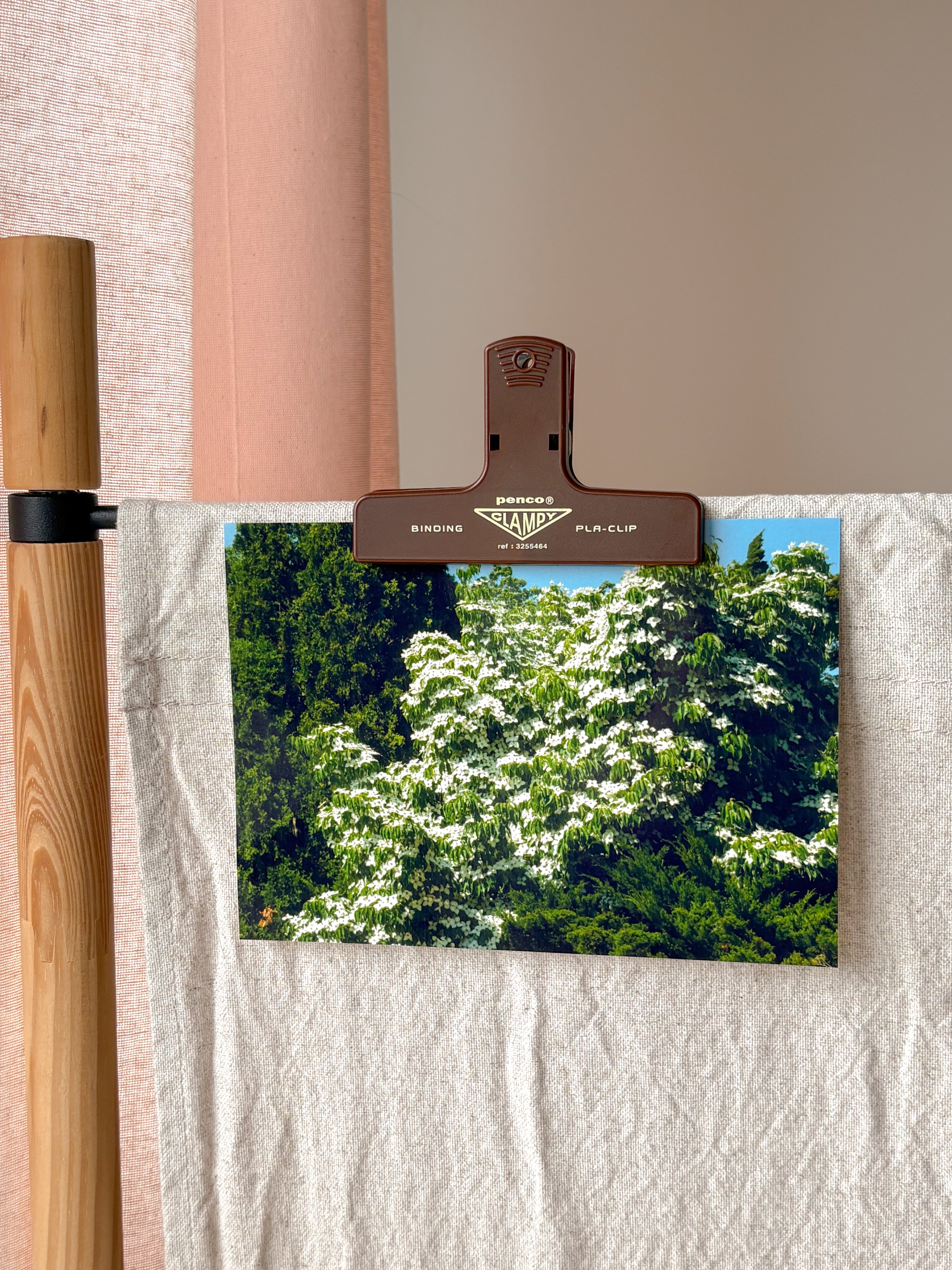 Lucious Blooming Tree - Photography Print - 5X7"