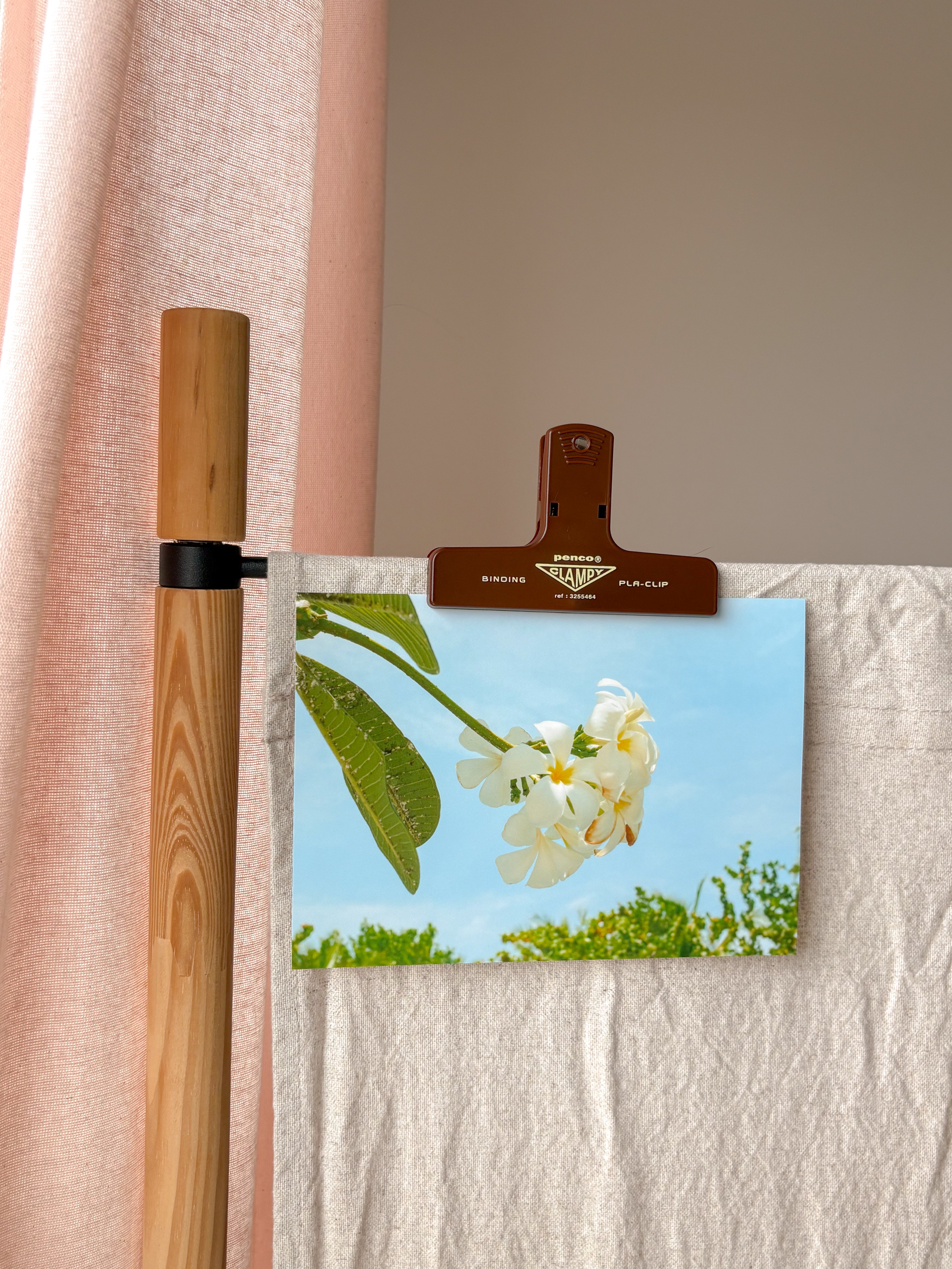 Plumeria In Bloom - Photography Print - 5X7"