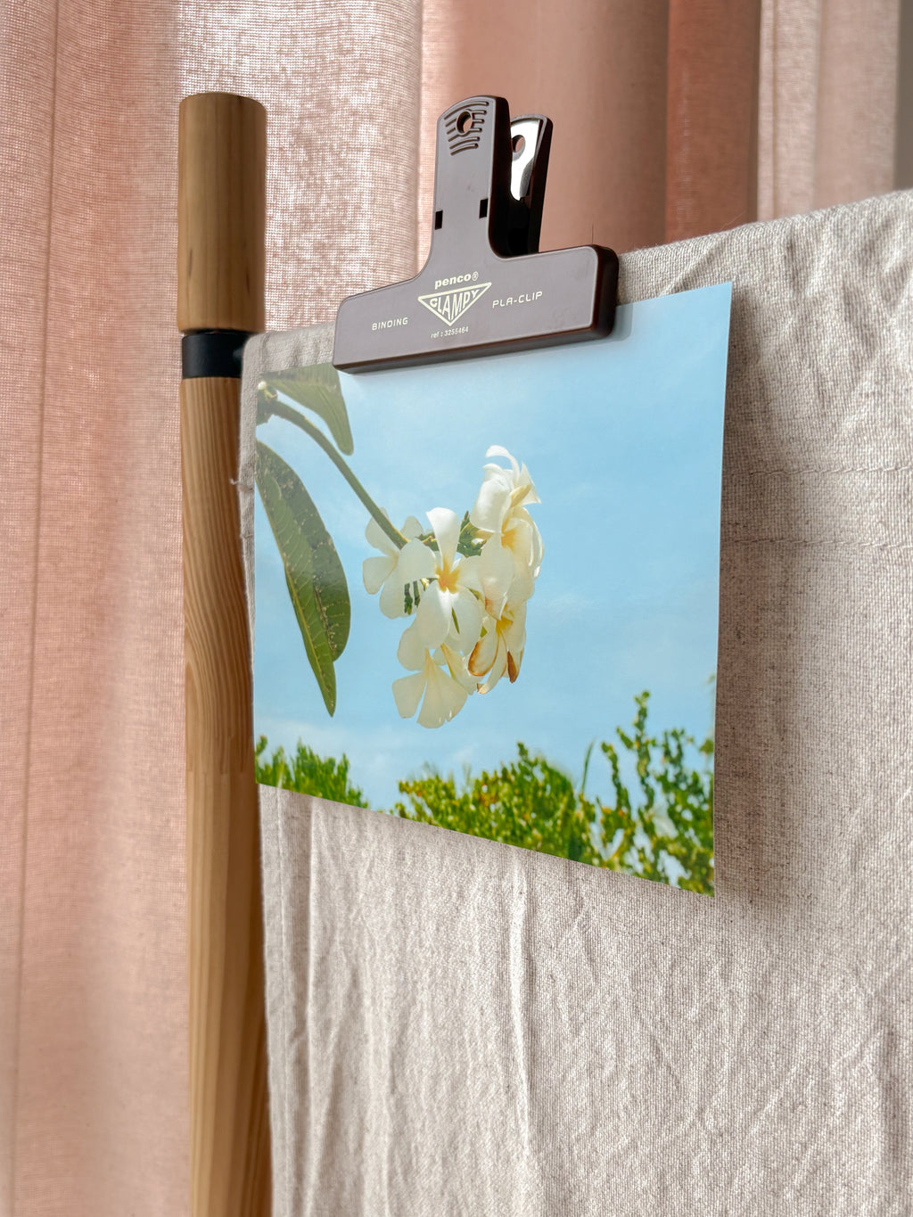 Plumeria In Bloom - Photography Print - 5X7"